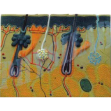 Human Skin Anatomical Models